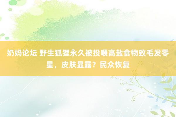 奶妈论坛 野生狐狸永久被投喂高盐食物致毛发零星，皮肤显露？民众恢复